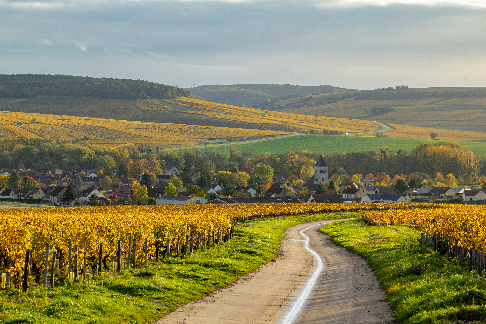 Vignes de Bourgogne